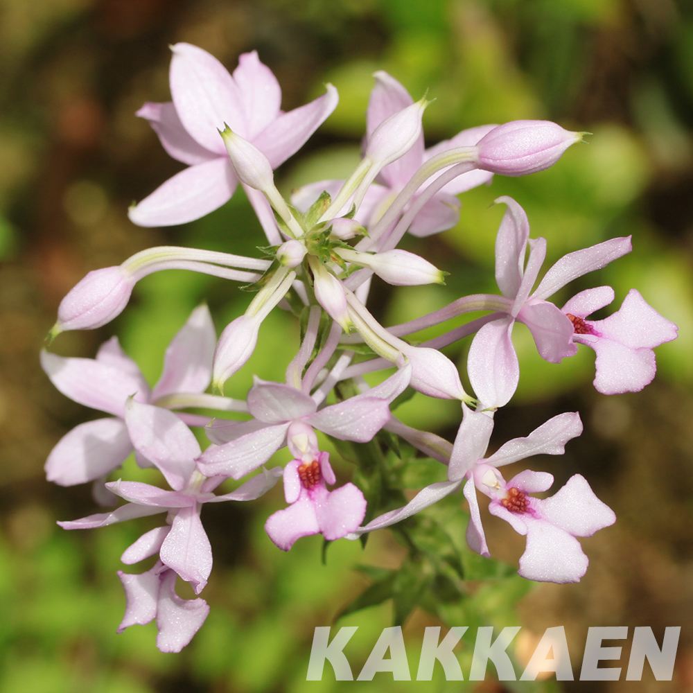 ラン・山野草 リュウキュウエビネ 1株 琉球エビネ