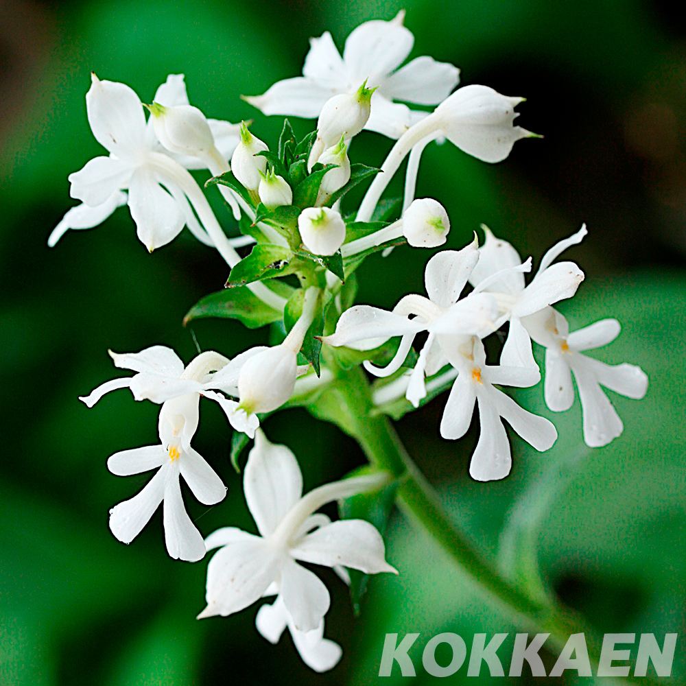 ラン・山野草 ツルラン 1株 夏咲エビネ