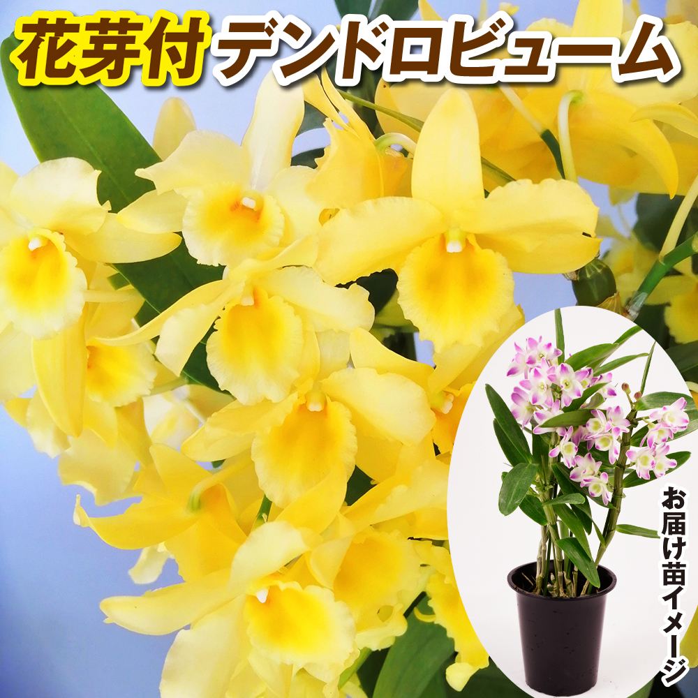 洋蘭苗 花芽つき デンドロビウム キャンディー 1株 デンドロビューム 送料込み