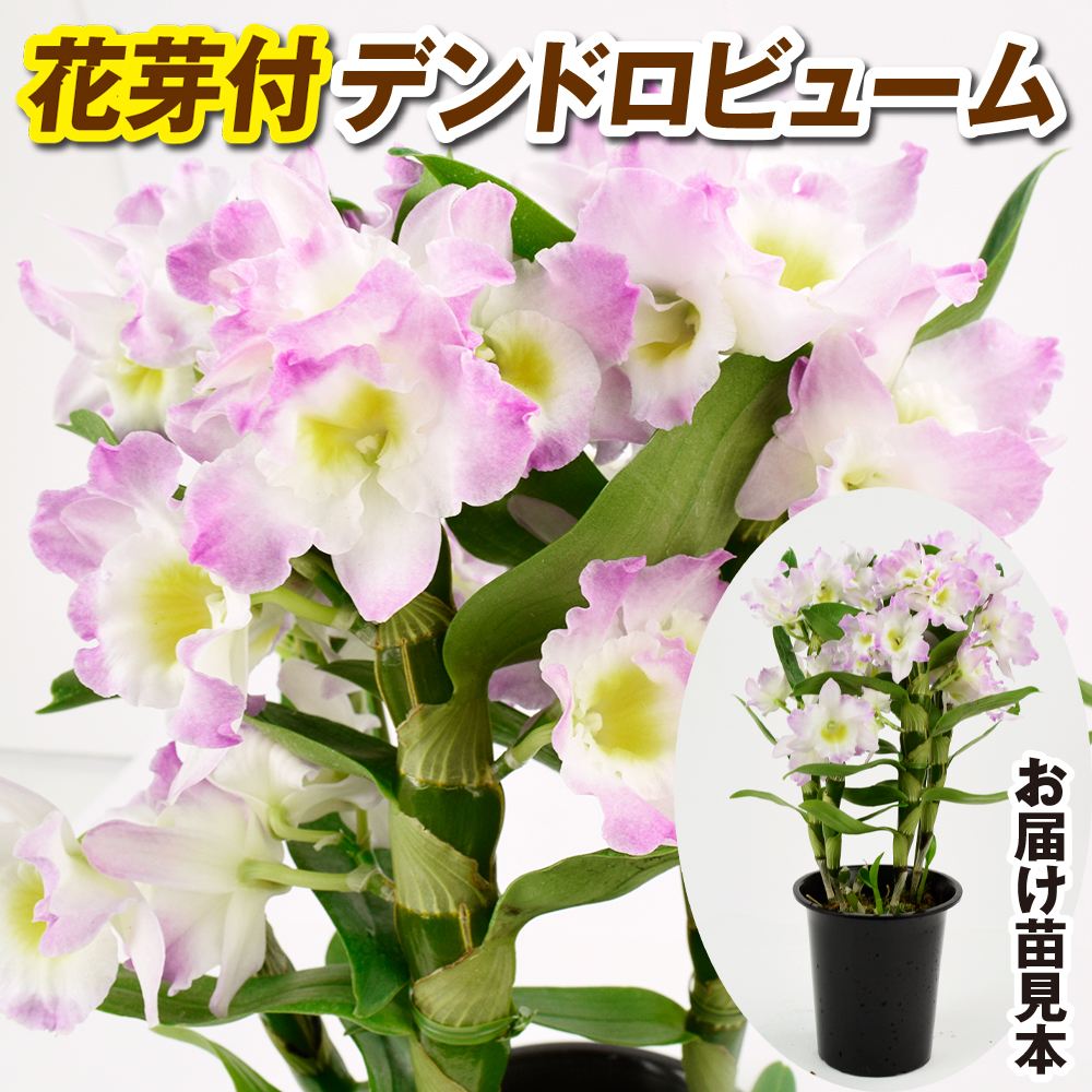 洋蘭苗 花芽つき デンドロビウム リセ PVP 1株 デンドロビューム 送料込み