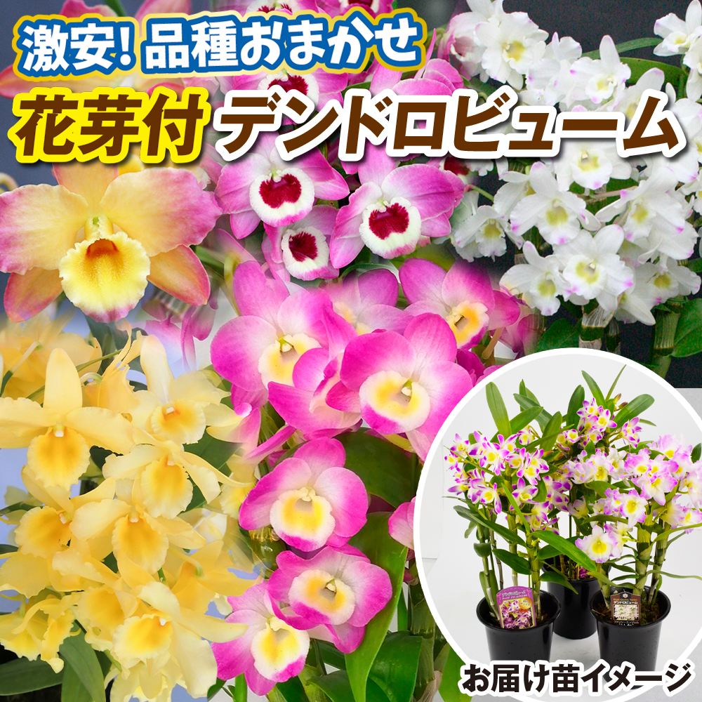 洋蘭苗 花芽つき デンドロビウム 激安おまかせ デンドロビューム