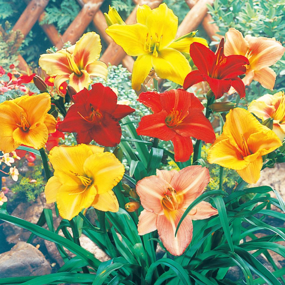 花苗 ヘメロカリスおまかせミックス(品種見計らい・名称付き) 送料無料