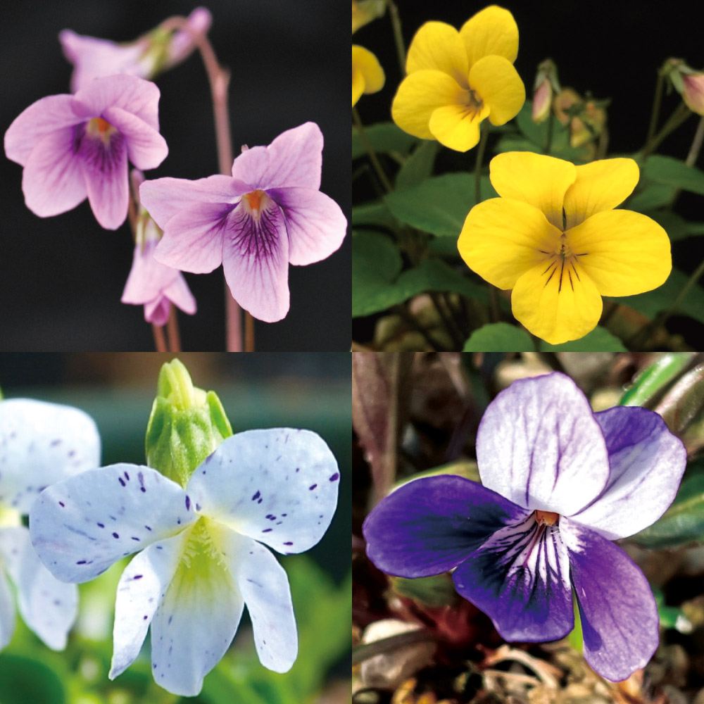 花苗 スミレおまかせミックス(品種見計らい・名称付き) 送料無料