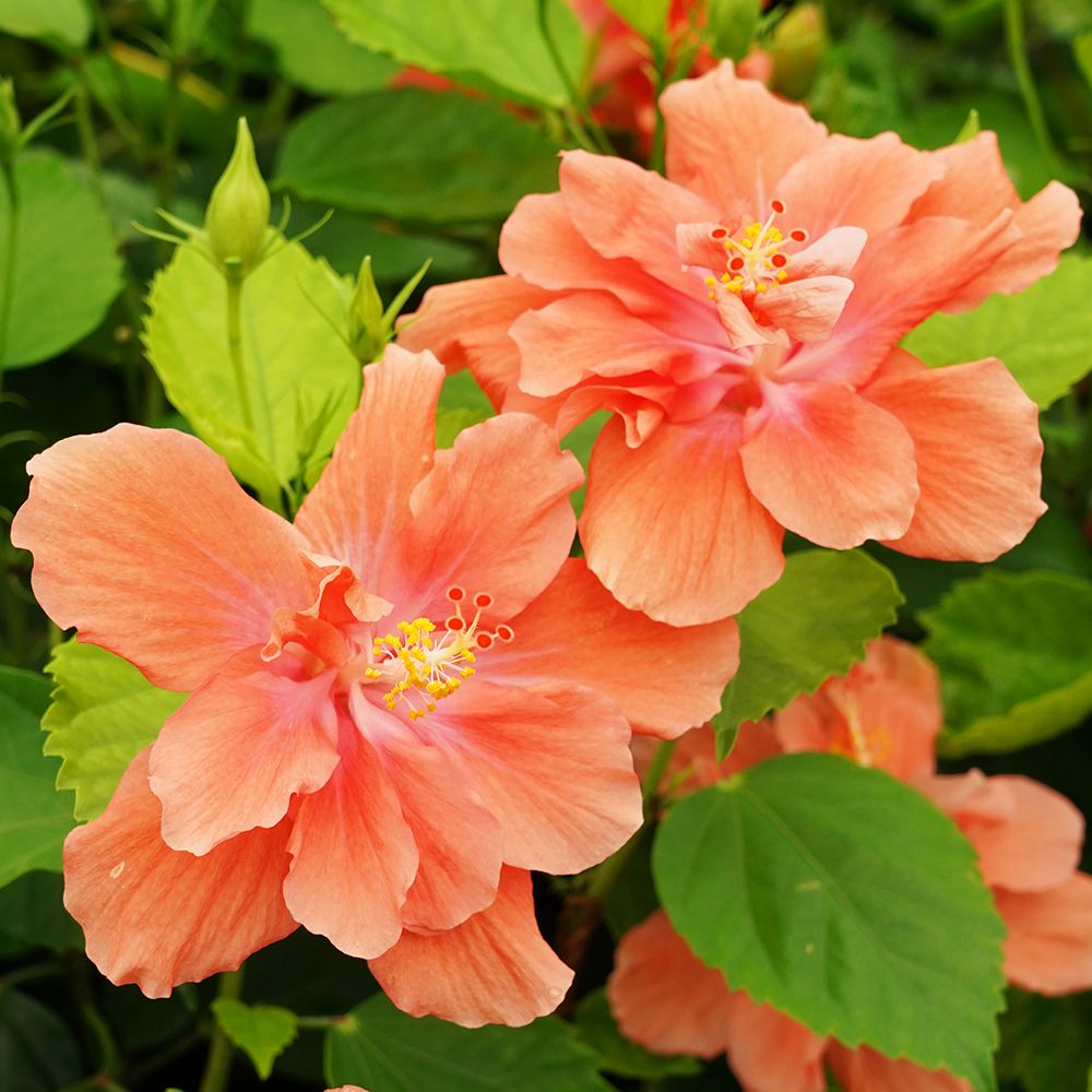 花苗 珍しいハイビスカス アプリコットプリンセス 1株