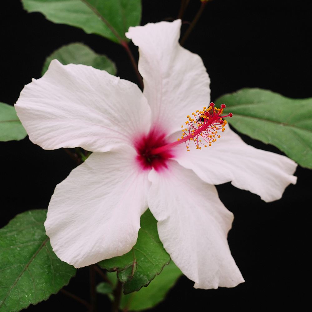 花苗 珍しいハイビスカス ピンクアーノッティアヌス 1株