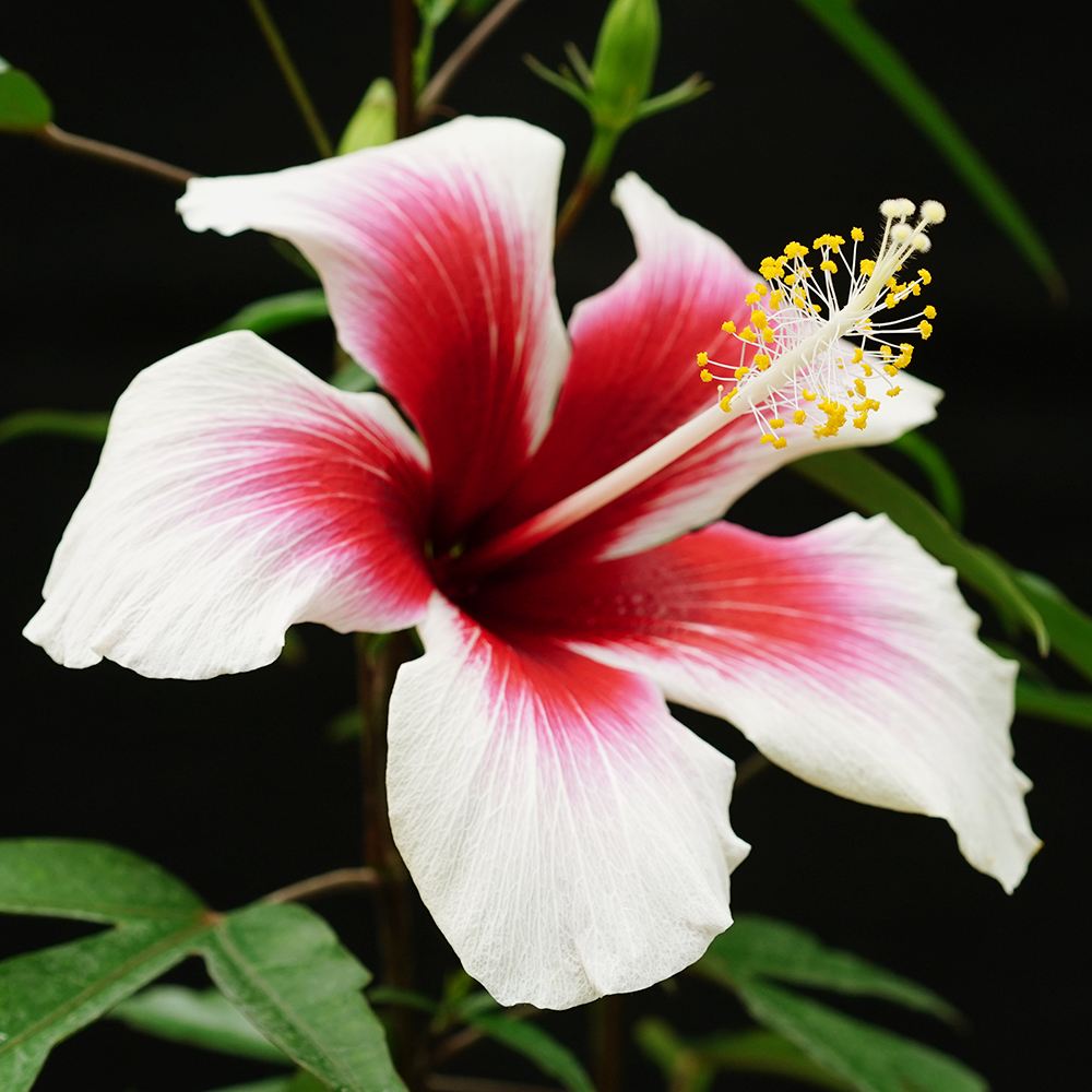 花苗 珍しいハイビスカス フィジアンホワイト 1株