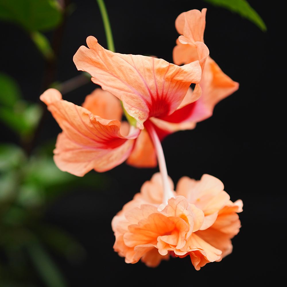 花苗 珍しいハイビスカス フラミンゴ 1株