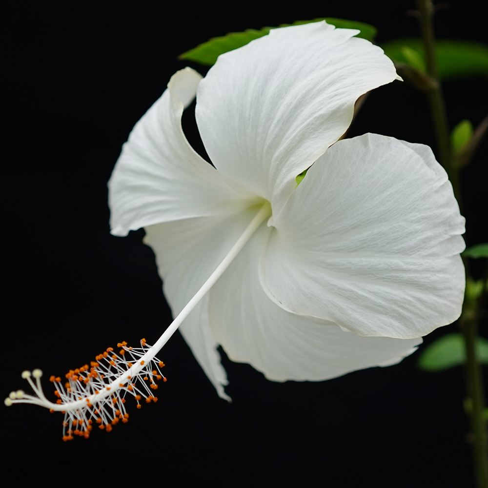 花苗 珍しいハイビスカス ホワイトバタフライ 1株