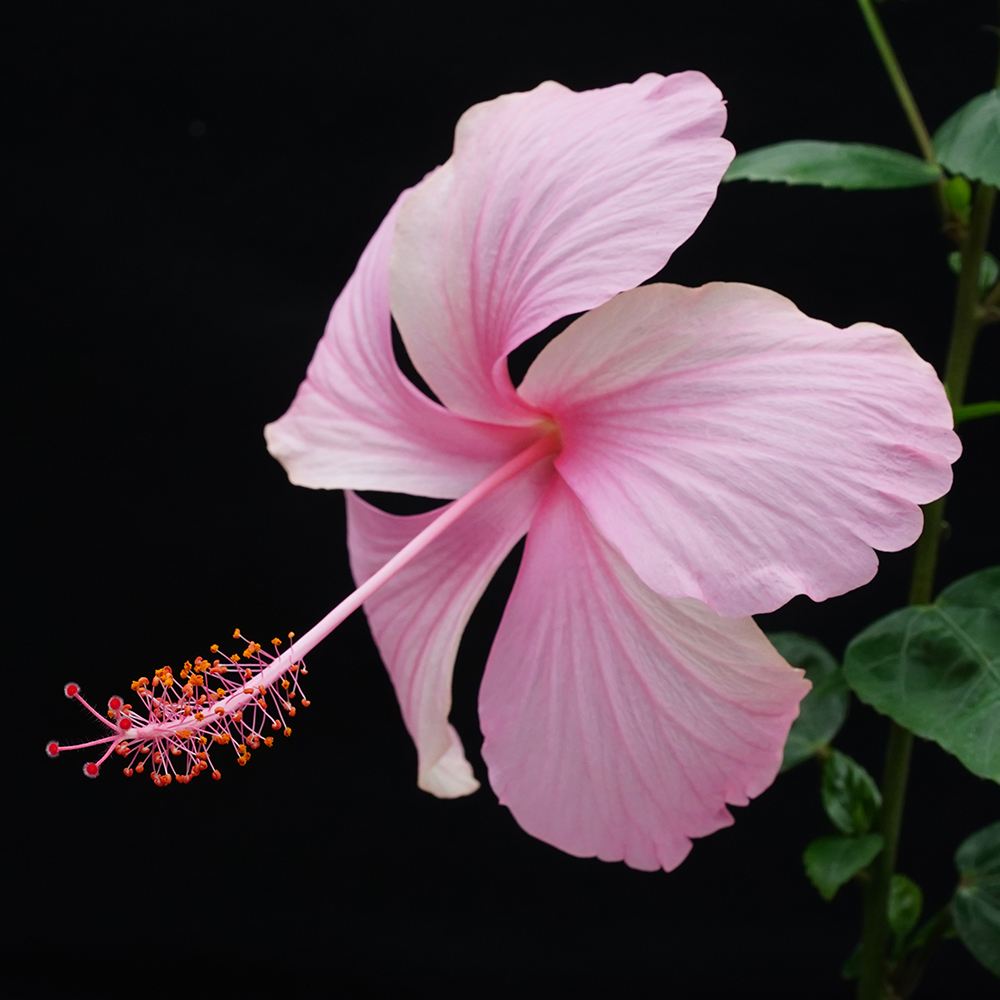 花苗 珍しいハイビスカス ピンクバタフライ 1株