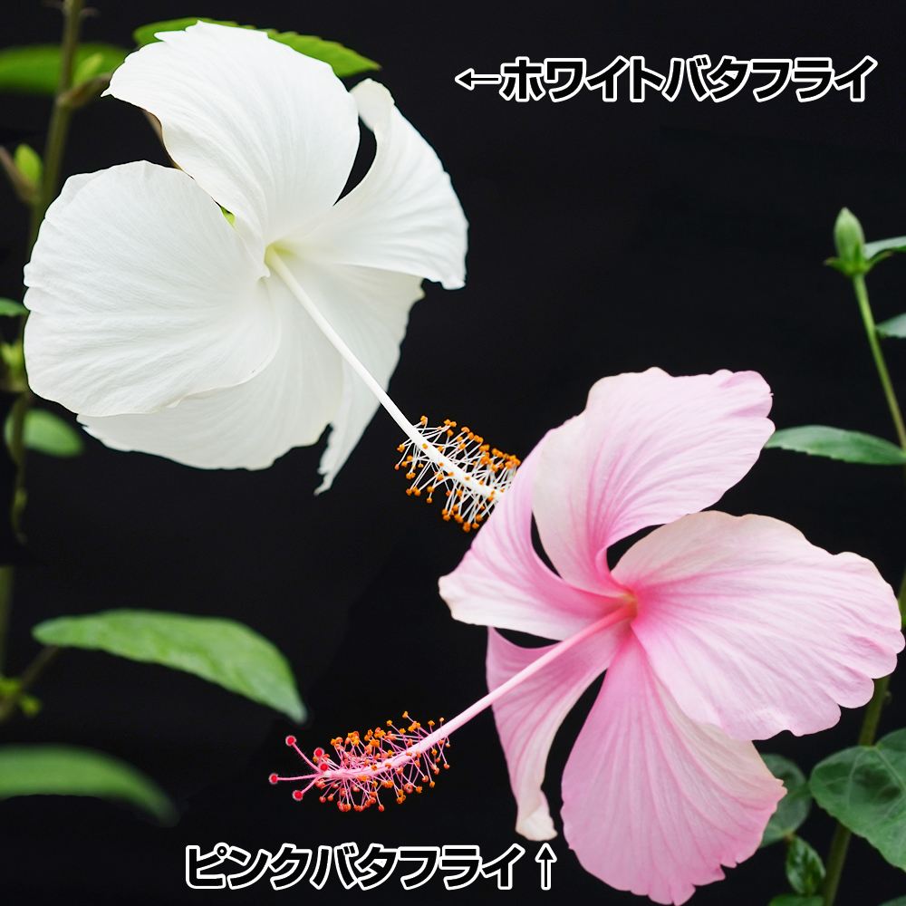 花苗 珍しいハイビスカス バタフライハイビスカスセット 2種2株