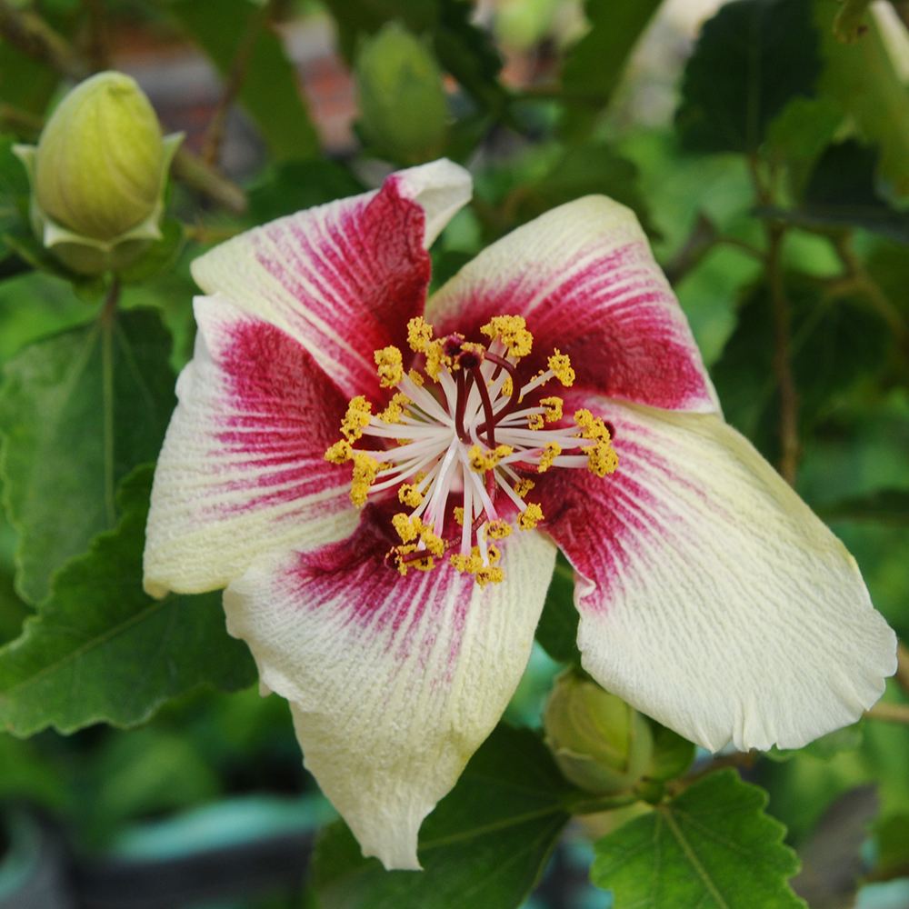 花苗 原種ハイビスカス インスラリス 1株