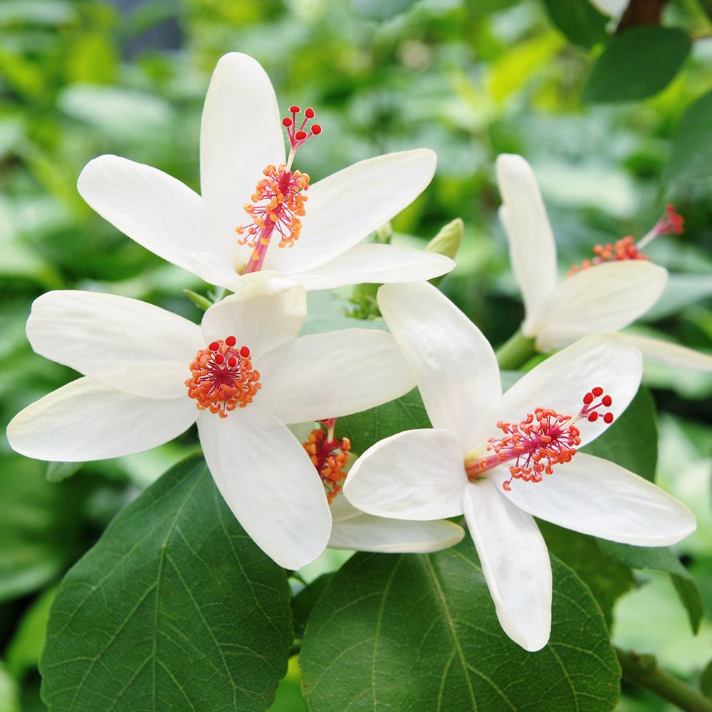 花苗 原種ハイビスカス ワイメアエ ハンネラエ 1株