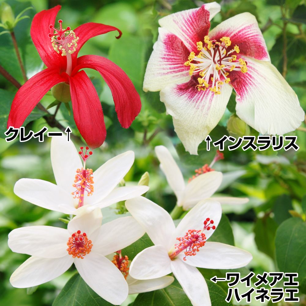 花苗 原種ハイビスカスセット 3種3株
