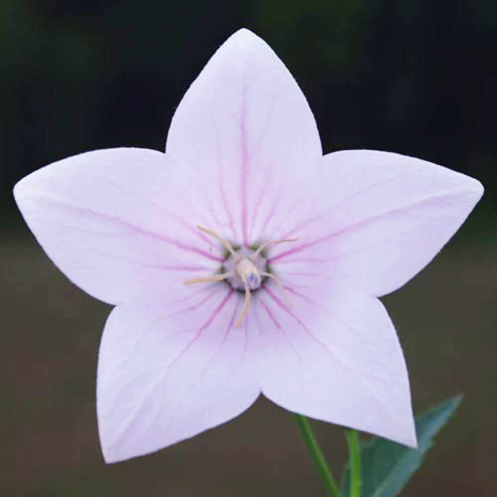 花苗 キキョウ 桃 2株