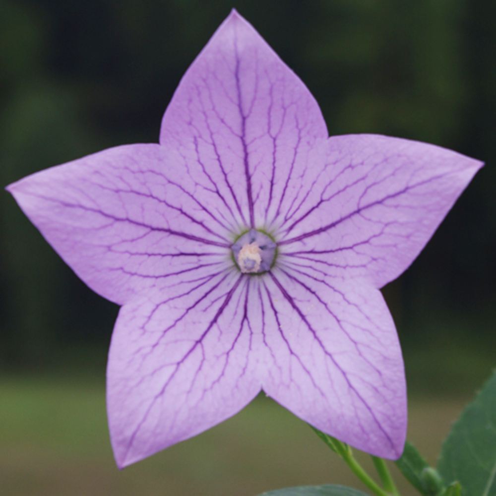 花苗 キキョウ あずき 2株