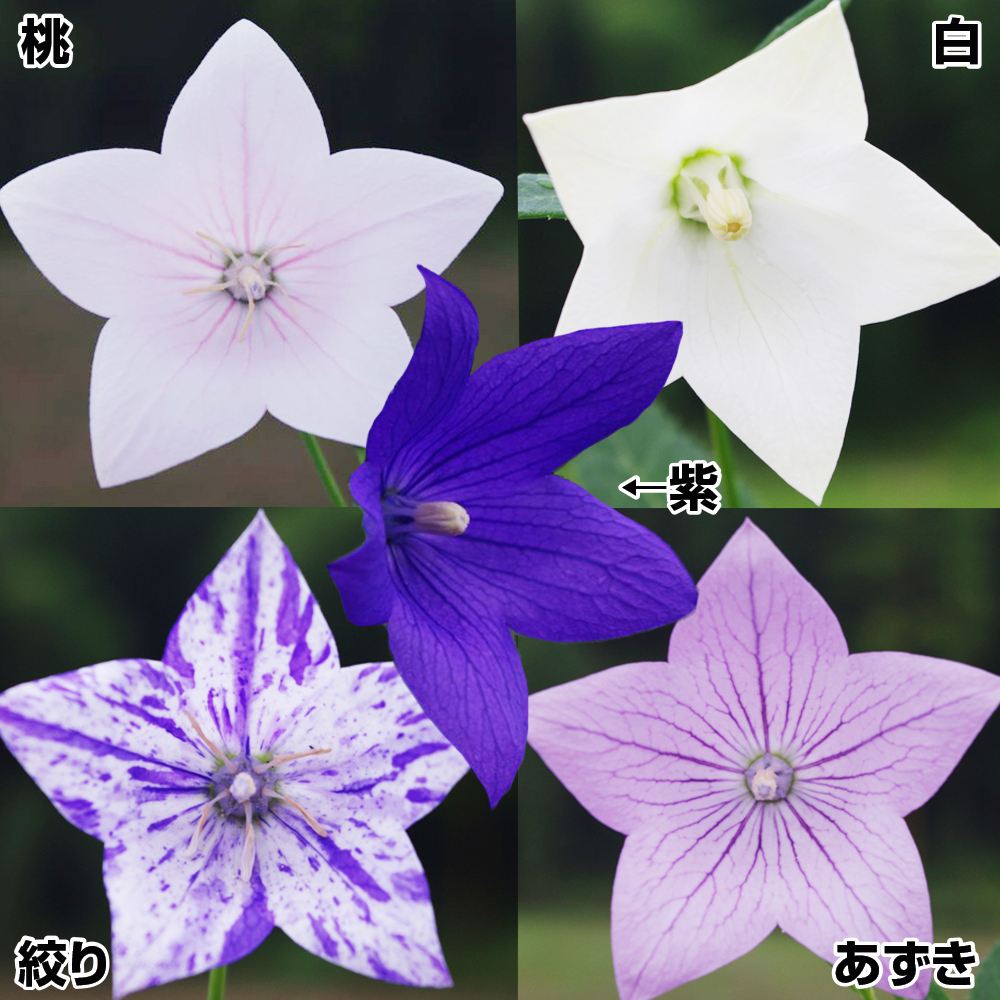 花苗 キキョウ 一重咲キキョウセット 5種5株