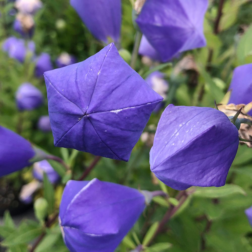 花苗 キキョウ 袋咲きキキョウ 紙風船 2株