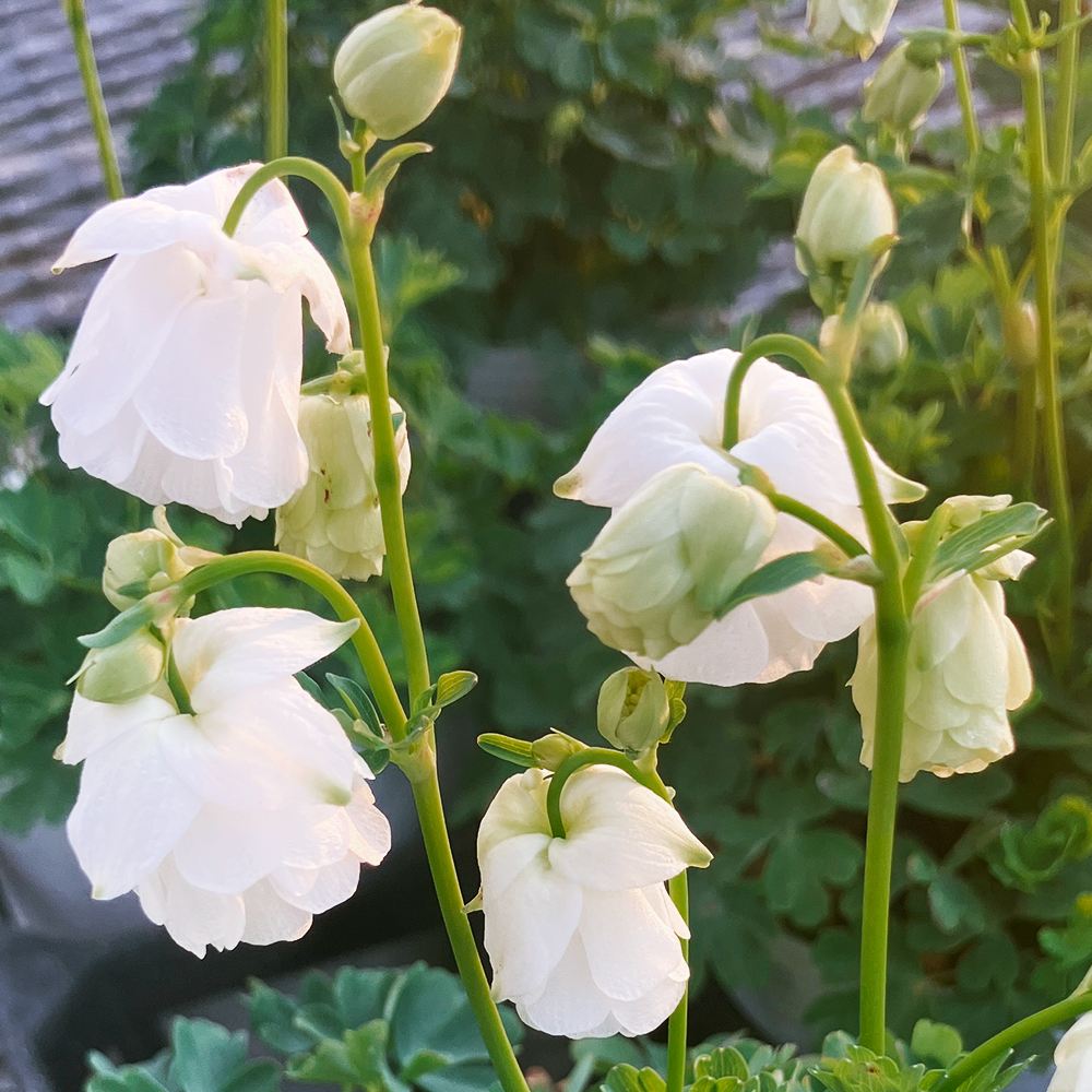 花苗 風鈴オダマキ ティアードフリル ホワイト 2株 ヒメオダマキ