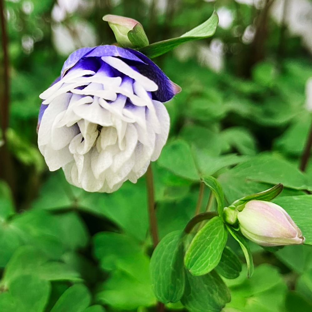 花苗 風鈴オダマキ ティアードフリル ブルー 2株 ヒメオダマキ