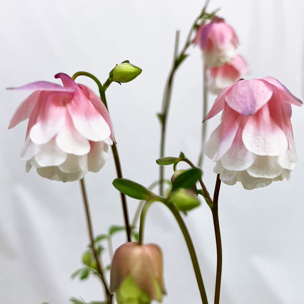 花苗 風鈴オダマキ ティアードフリル ピンク 2株 ヒメオダマキ