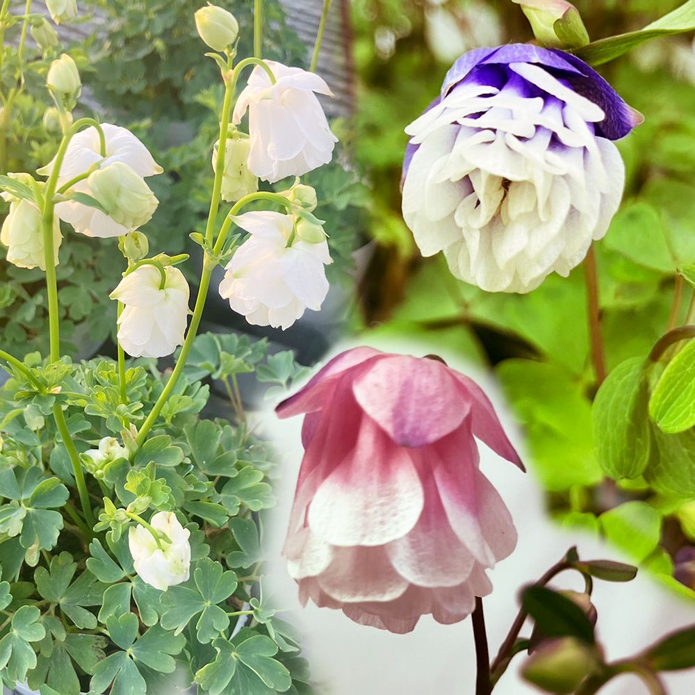 花苗 風鈴オダマキ ティアードフリルセット 3種3株 ヒメオダマキ