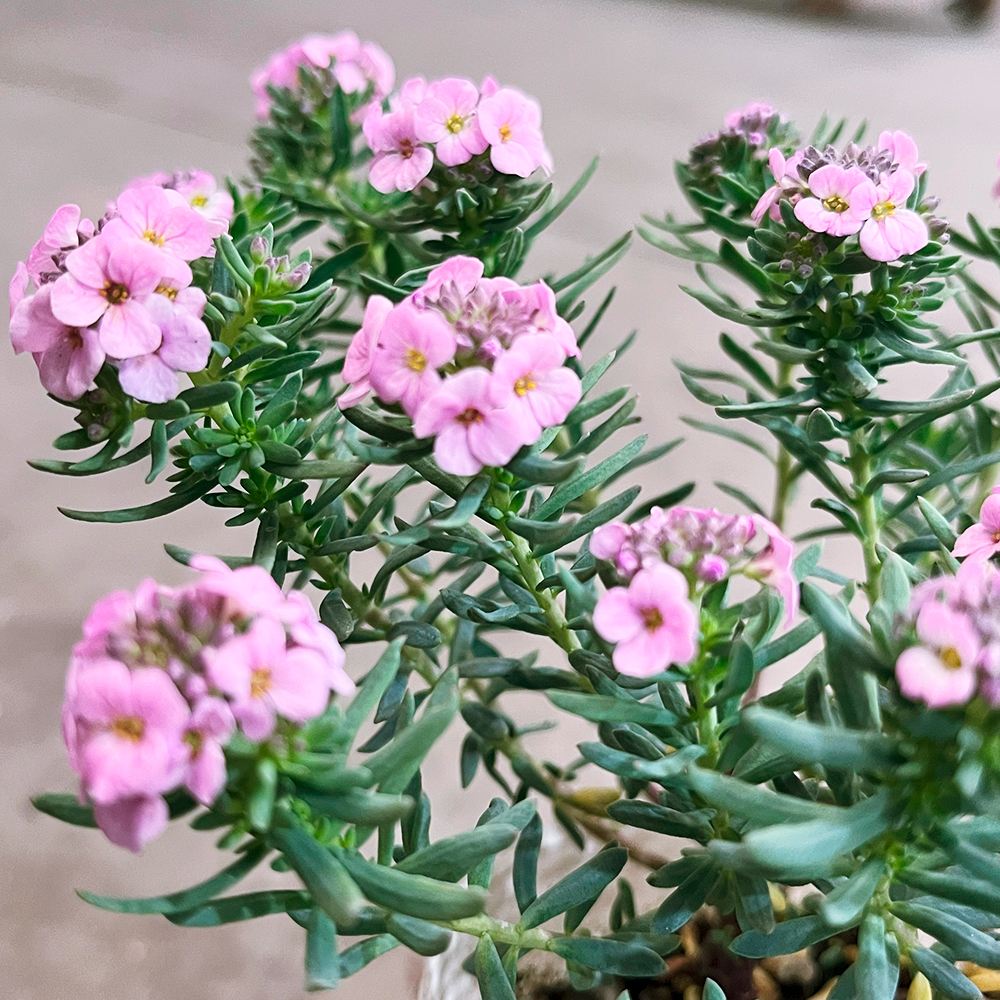 花苗 エティオネマ ピンクファンファン