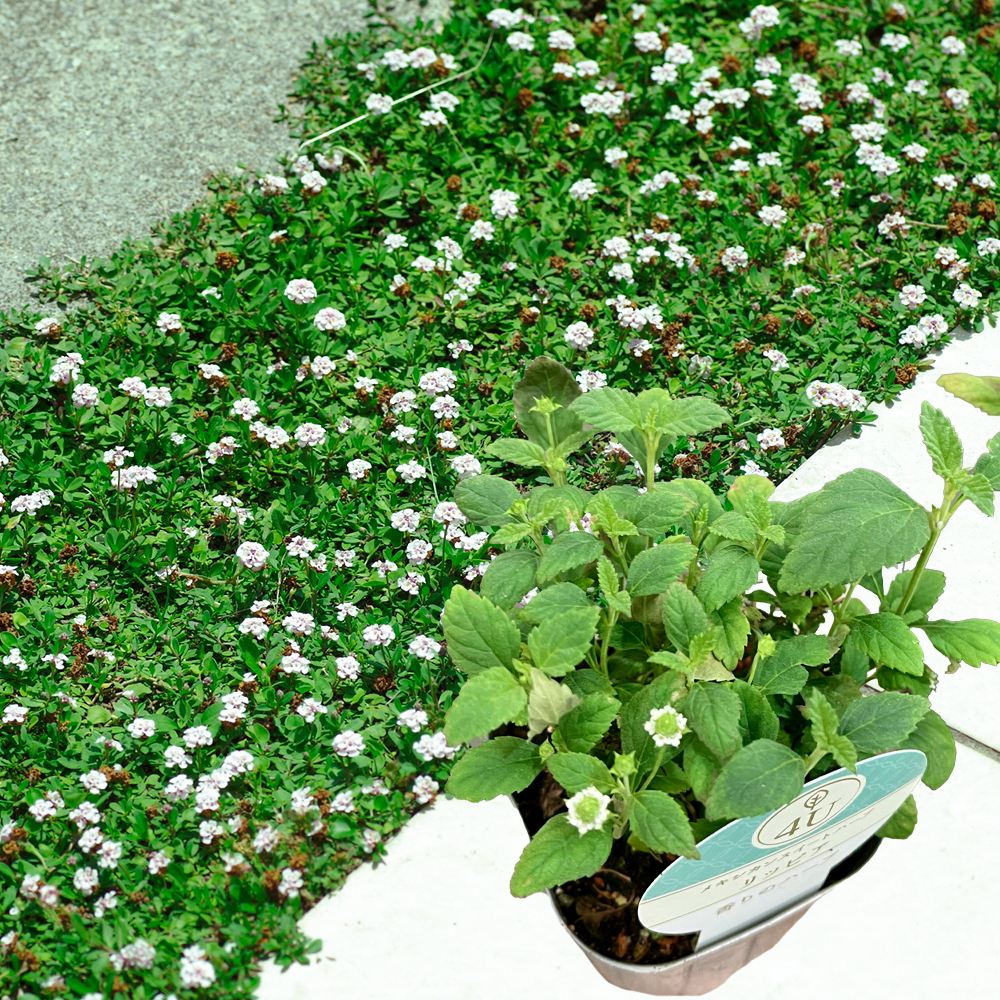 花苗 リッピア 2株 ヒメイワダレソウ グランドカバー