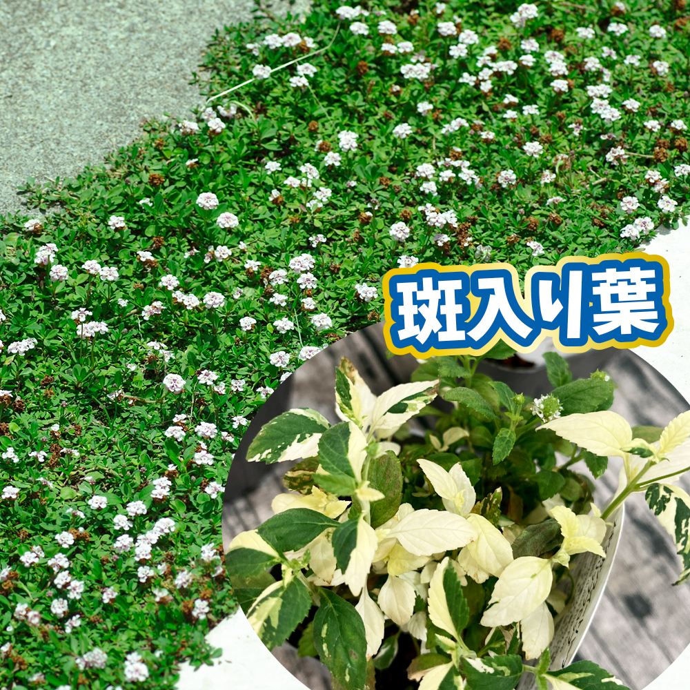 花苗 斑入りリッピア 2株 ヒメイワダレソウ グランドカバー