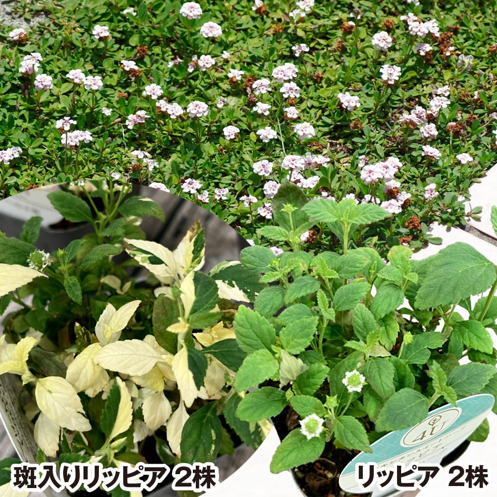 花苗 リッピアセット 2種4株 ヒメイワダレソウ グランドカバー