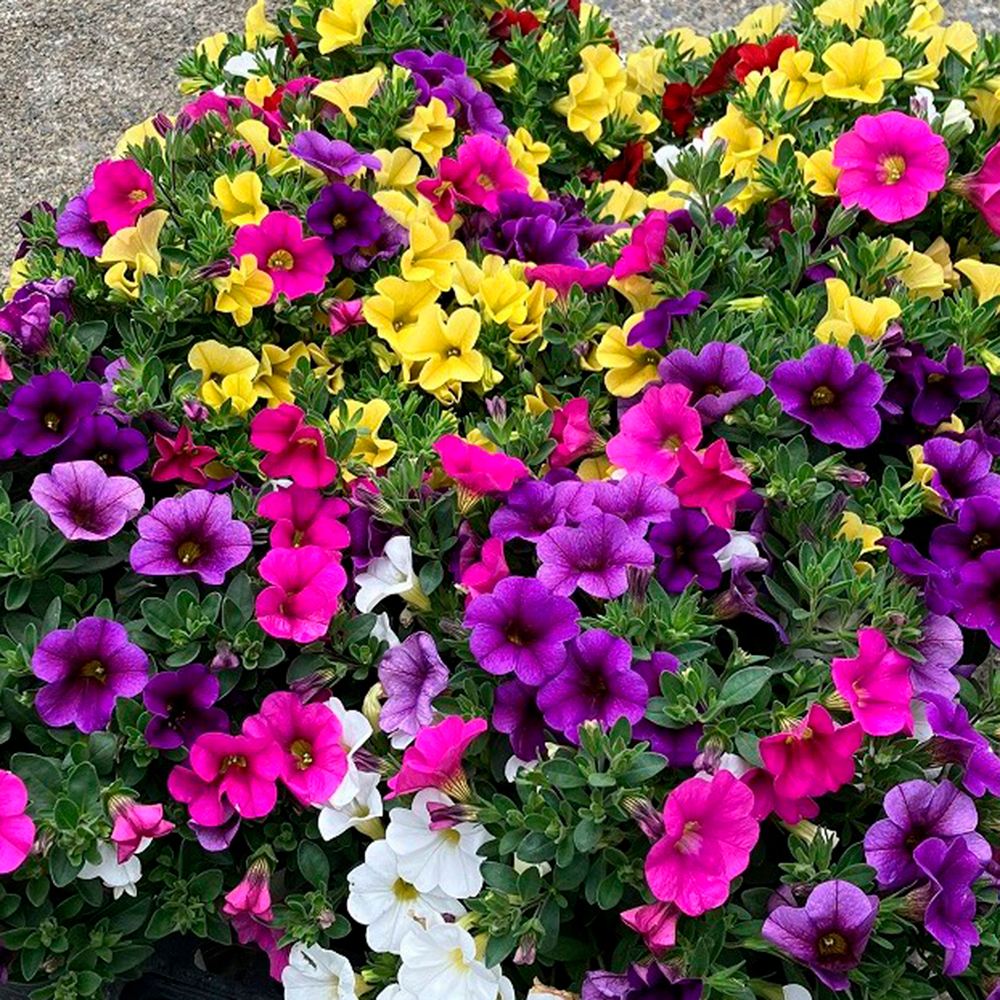 花苗 カリブラコア ミックス寄せ 送料込み