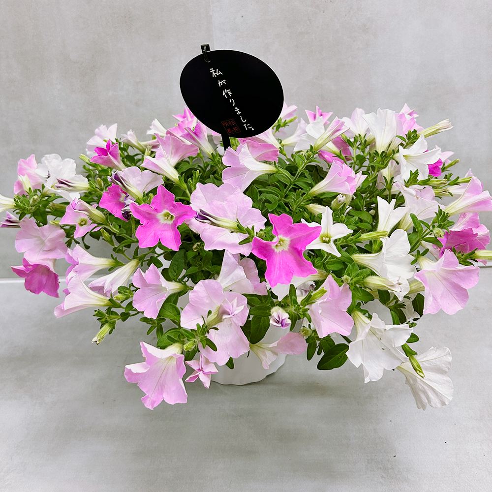 花苗 ペチュニア さくらさくら3色寄せ 送料込み