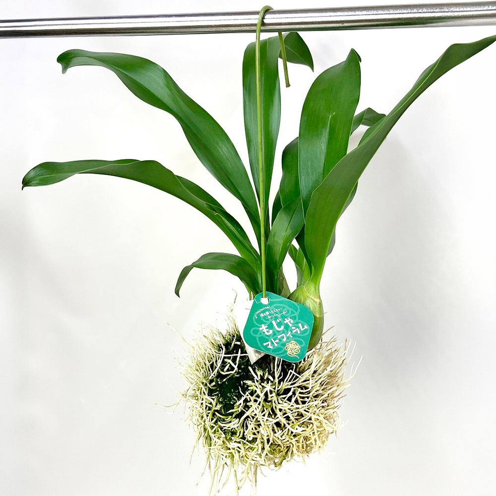 洋蘭苗 小もじゃマトフィラム 1株 送料込み