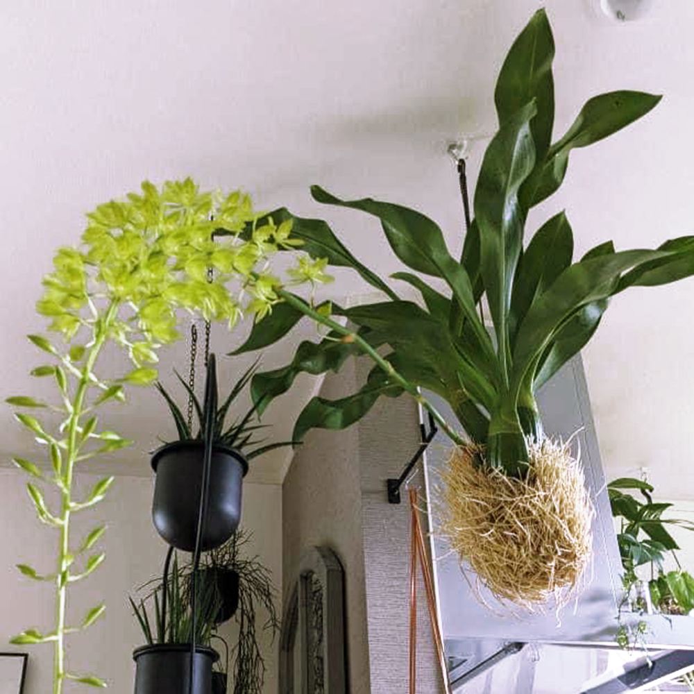 洋蘭苗 もじゃマトフィラム 花芽付き 1株 送料込み