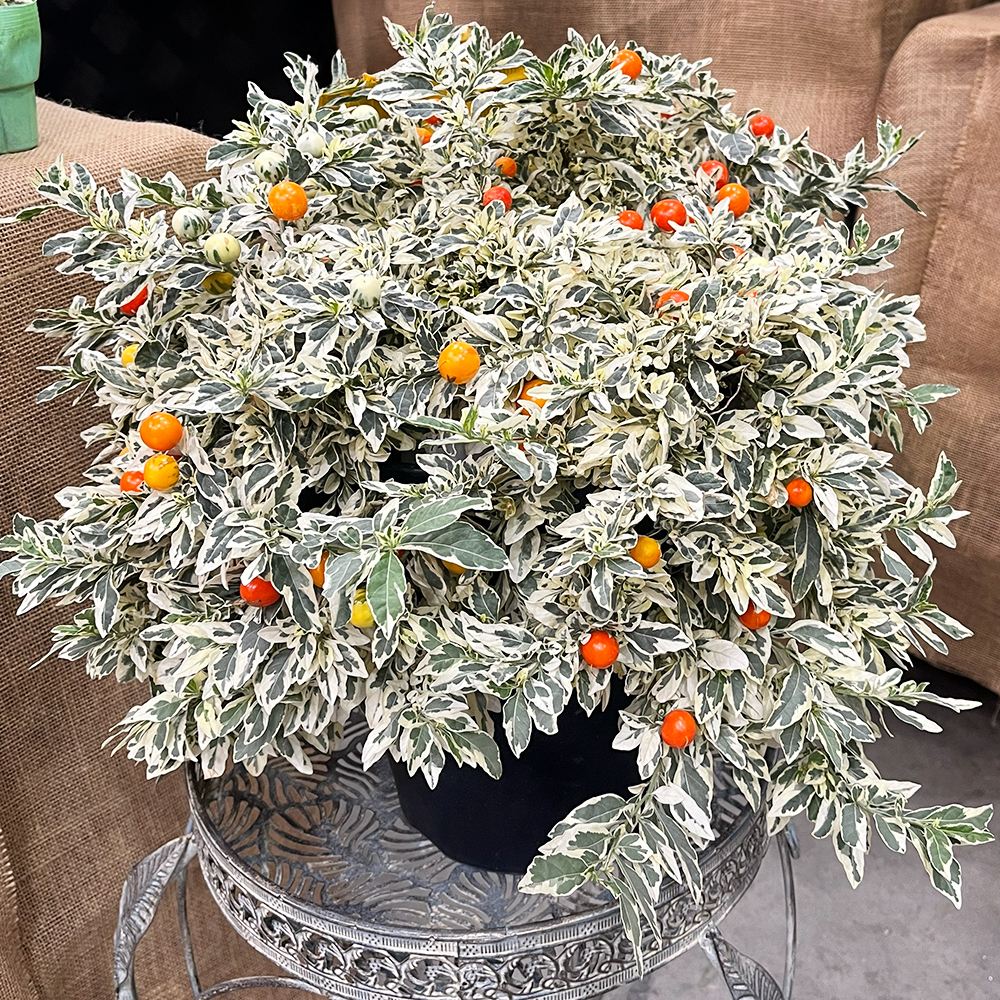 花苗 斑入りソラナム スノーサンゴPVP フユサンゴ