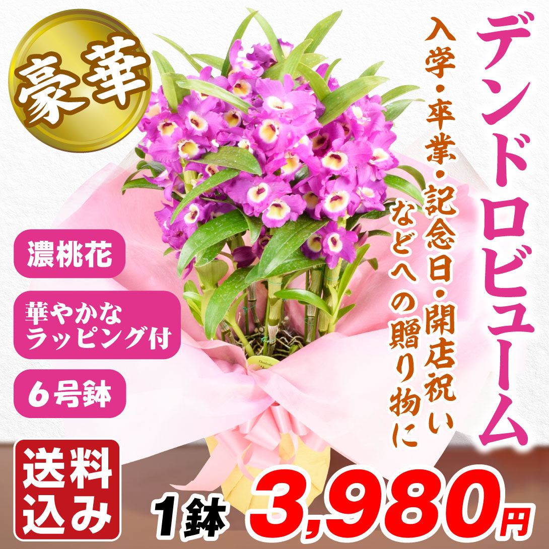洋蘭苗 デンドロビューム 濃桃系 ラッピング付き 1鉢 送料込み デンドロビウム