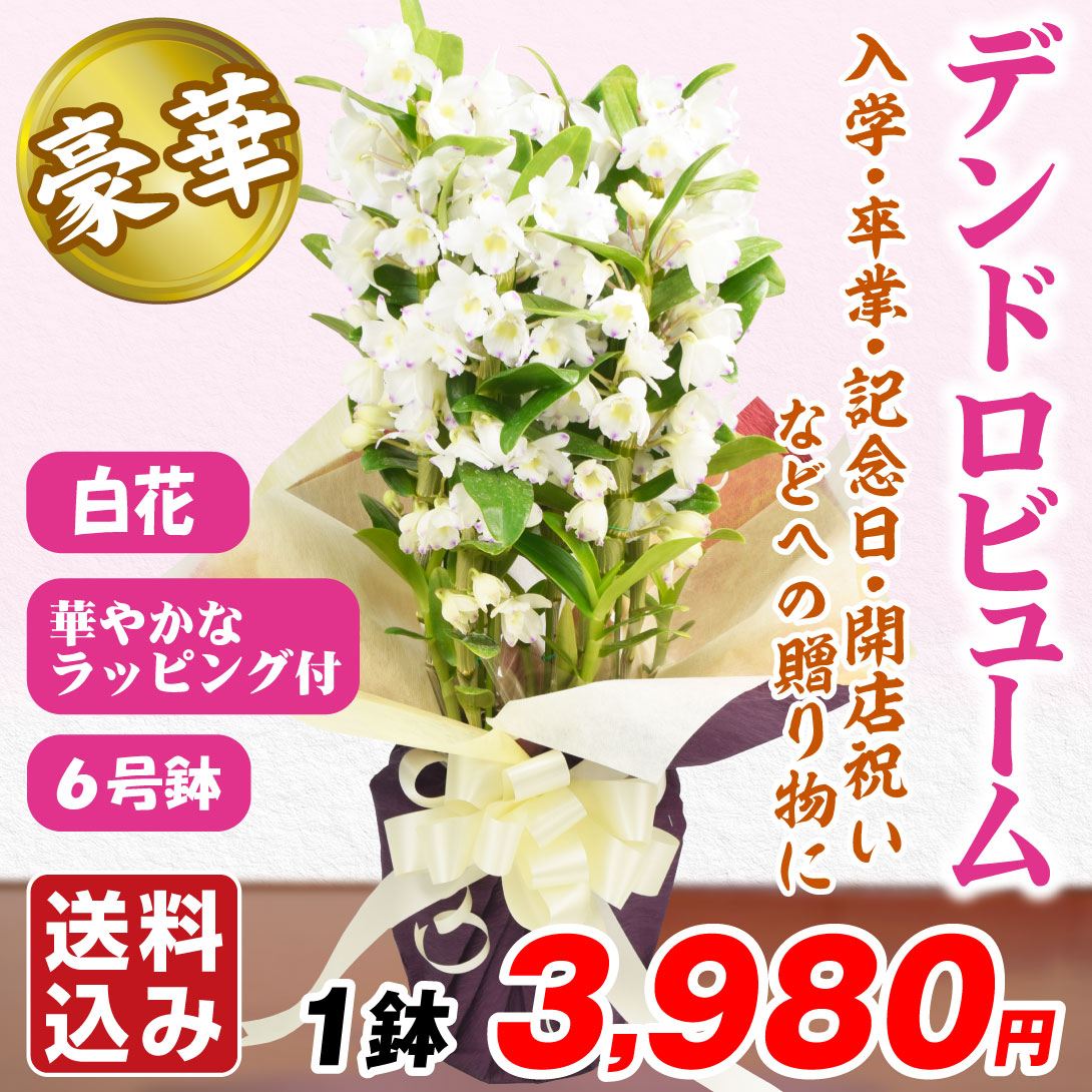 洋蘭苗 デンドロビューム 白系 ラッピング付き 1鉢 送料込み デンドロビウム