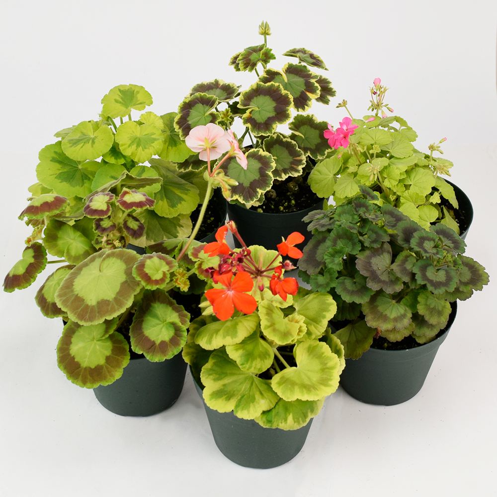 花苗 古典ゼラニューム おまかせセット 3種3株 品種見計らい・名称付き