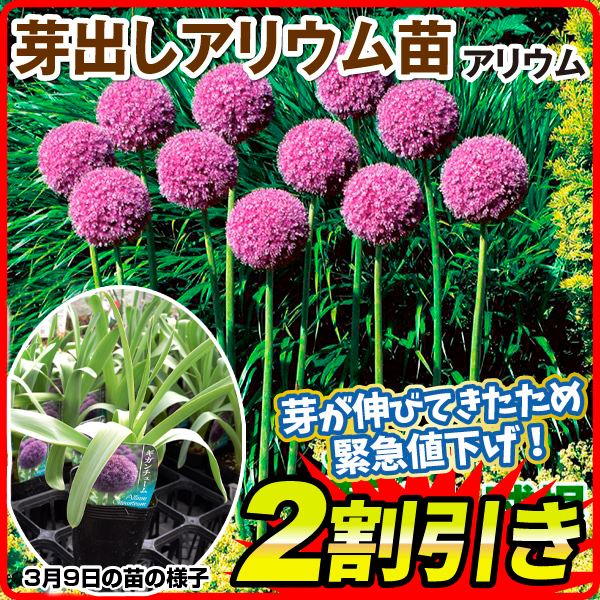 芽出しポット苗 アリウム ギガンチューム