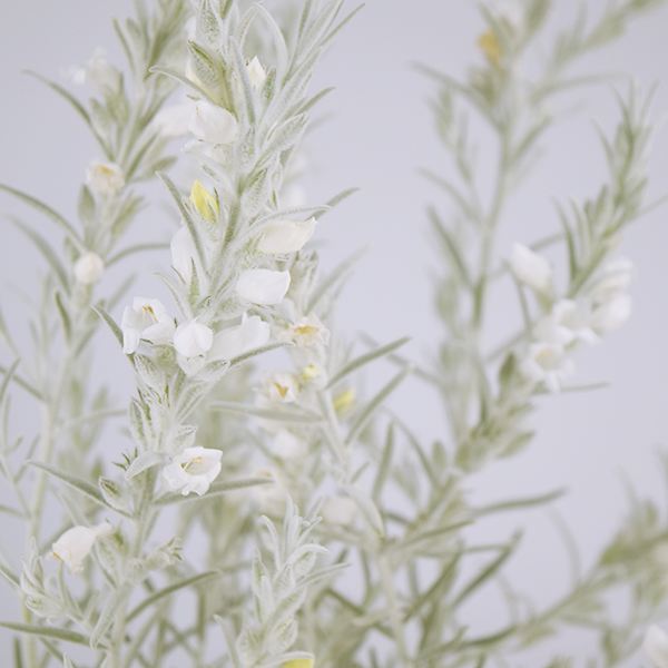 花苗 エレモフィラ ホイップクリーム 2株