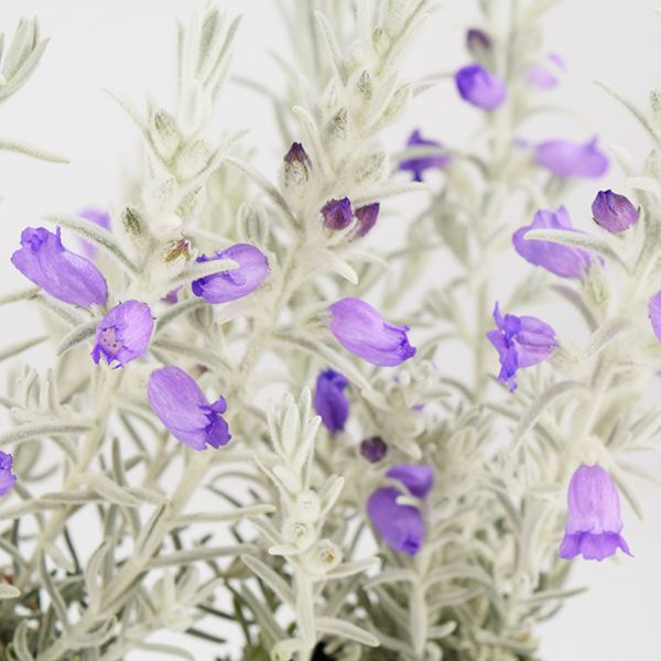 花苗 エレモフィラ スノークリスタル PVP 2株