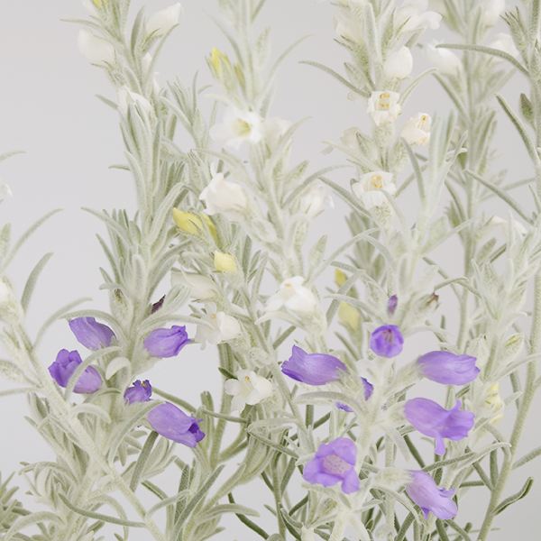 花苗 エレモフィラセット 2種2株