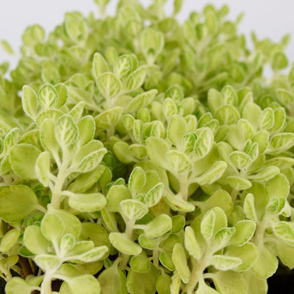 ハーブ苗 アロマティカス ライムシャワー 3株
