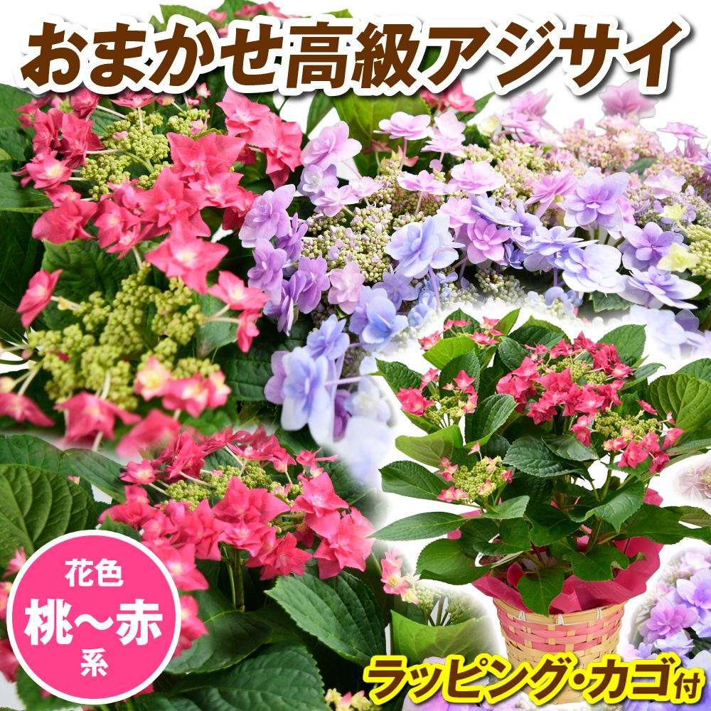 花木苗 アジサイ 鉢花 高級紫陽花おまかせ  桃~赤系 ラッピング・カゴ付 開花株 送料込み