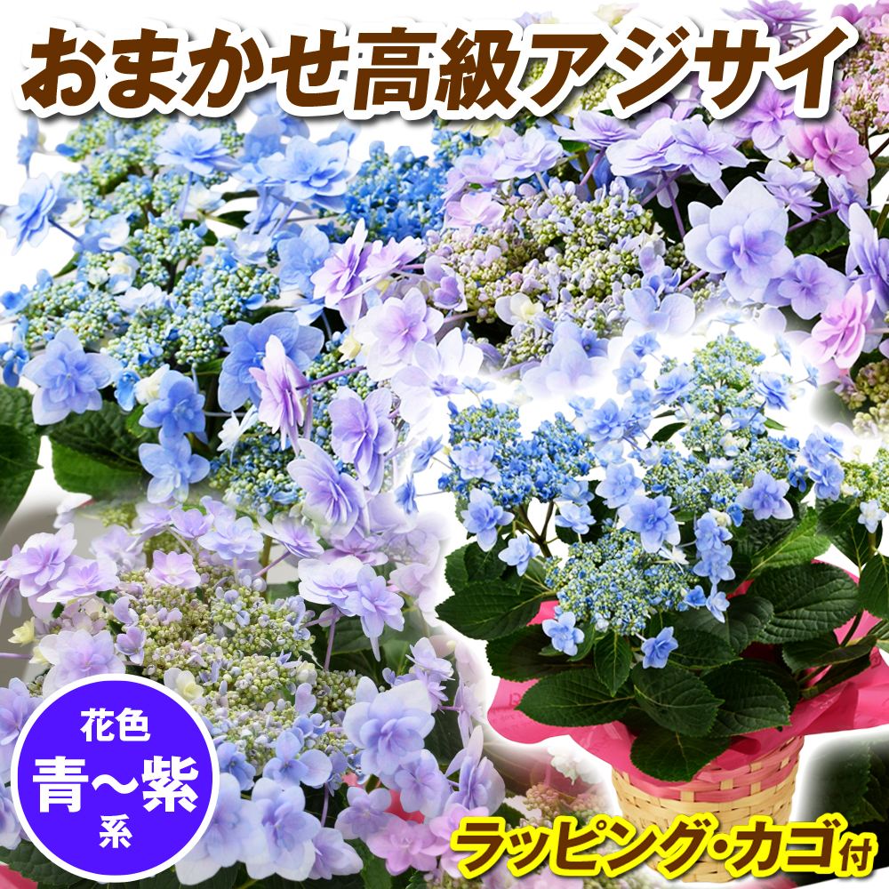 花木苗 アジサイ 鉢花 高級紫陽花おまかせ  青~紫系 ラッピング・カゴ付 開花株 送料込み