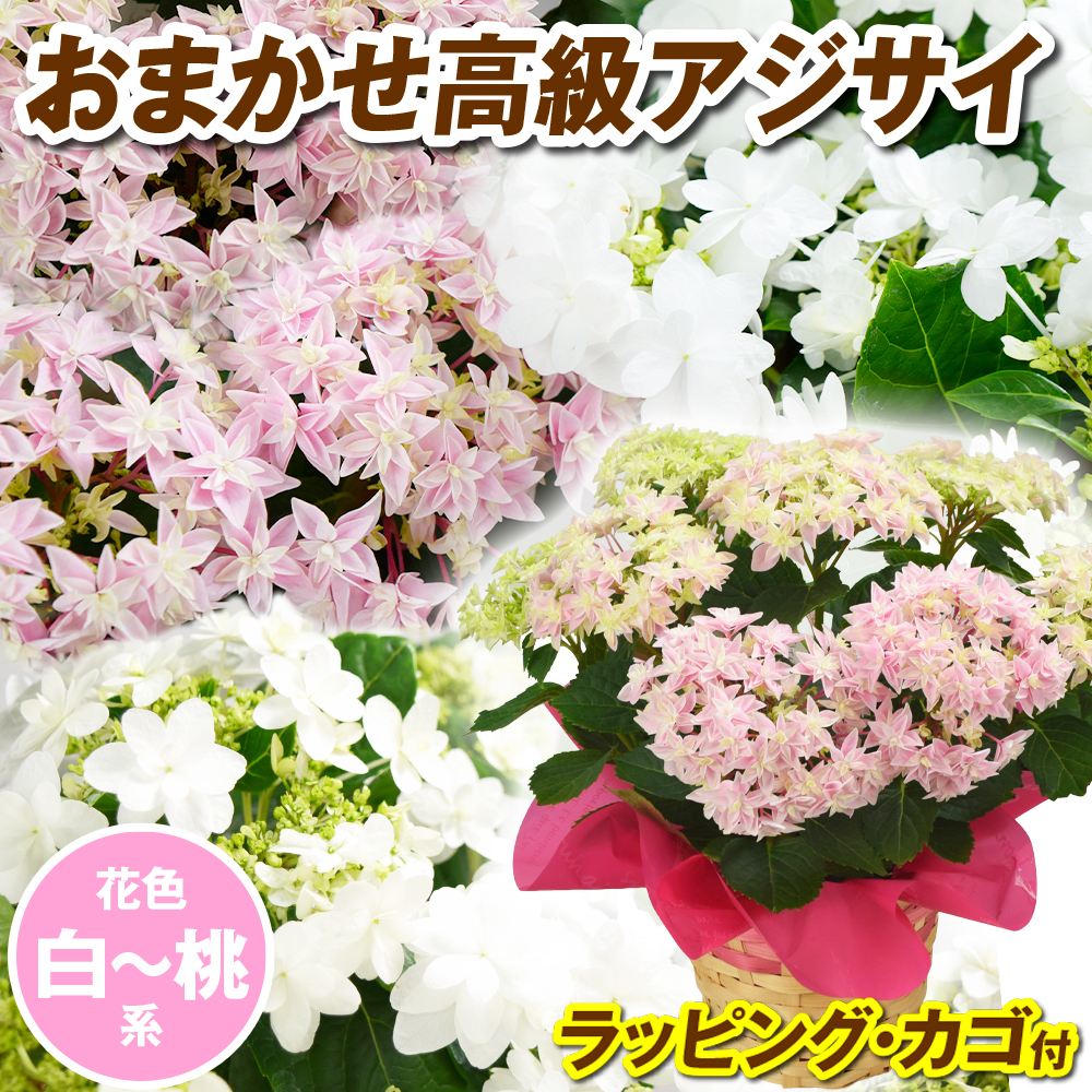 花木苗 アジサイ 鉢花 高級紫陽花おまかせ  白~桃系 ラッピング・カゴ付 開花株 送料込み