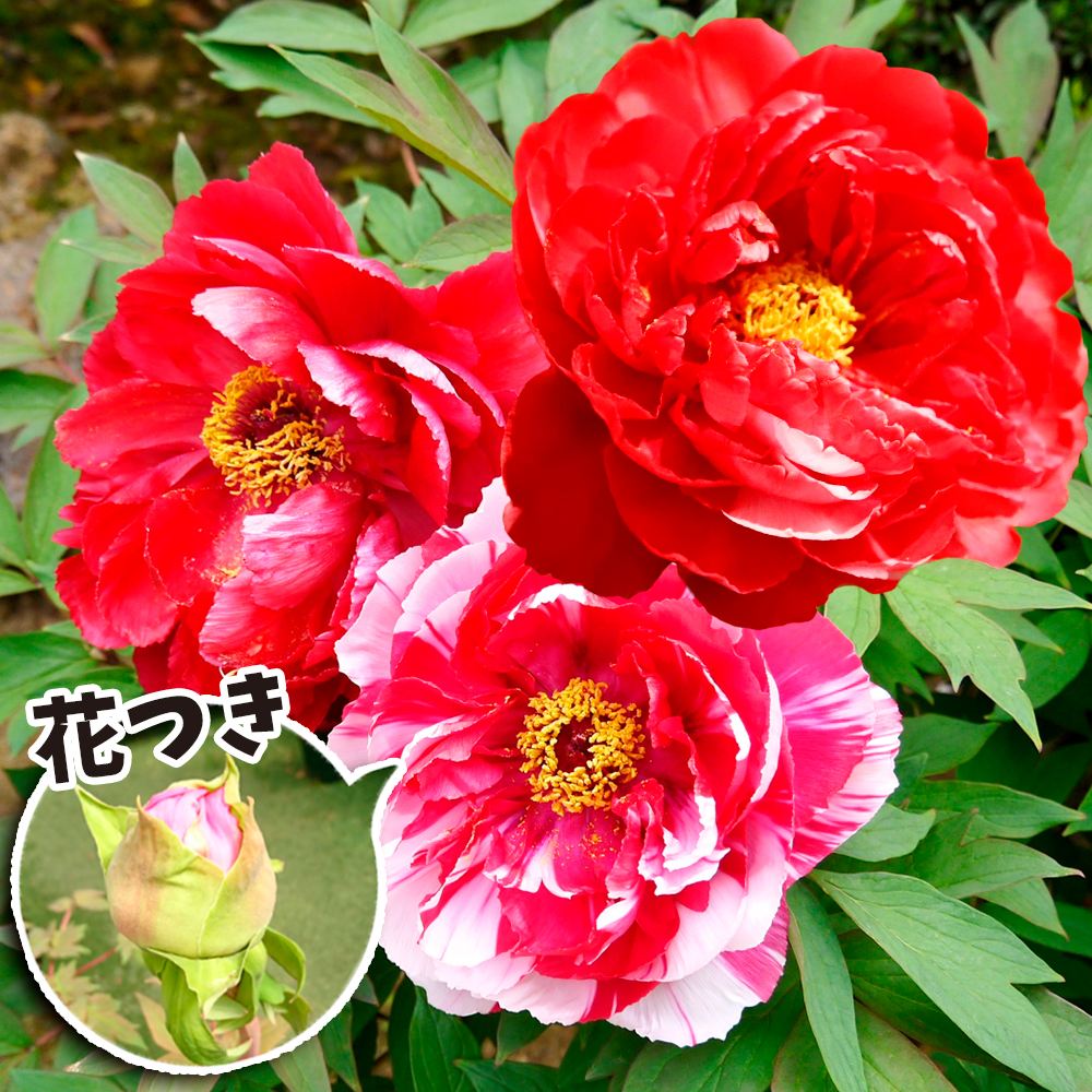 鉢花 牡丹 お得花つき牡丹 赤系 送料込み
