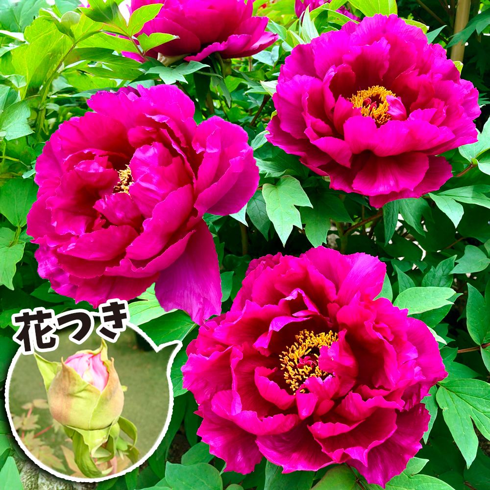 鉢花 牡丹 お得花つき牡丹 紫系 送料込み