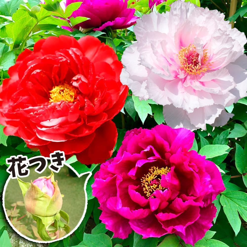 鉢花 牡丹 お得花つき牡丹おまかせ 3鉢 送料込み