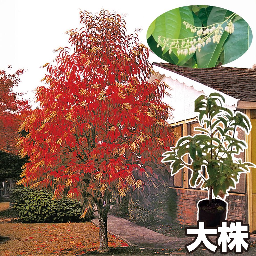 花木苗 オキシデンドルム アルポレウム 大株スズランの木