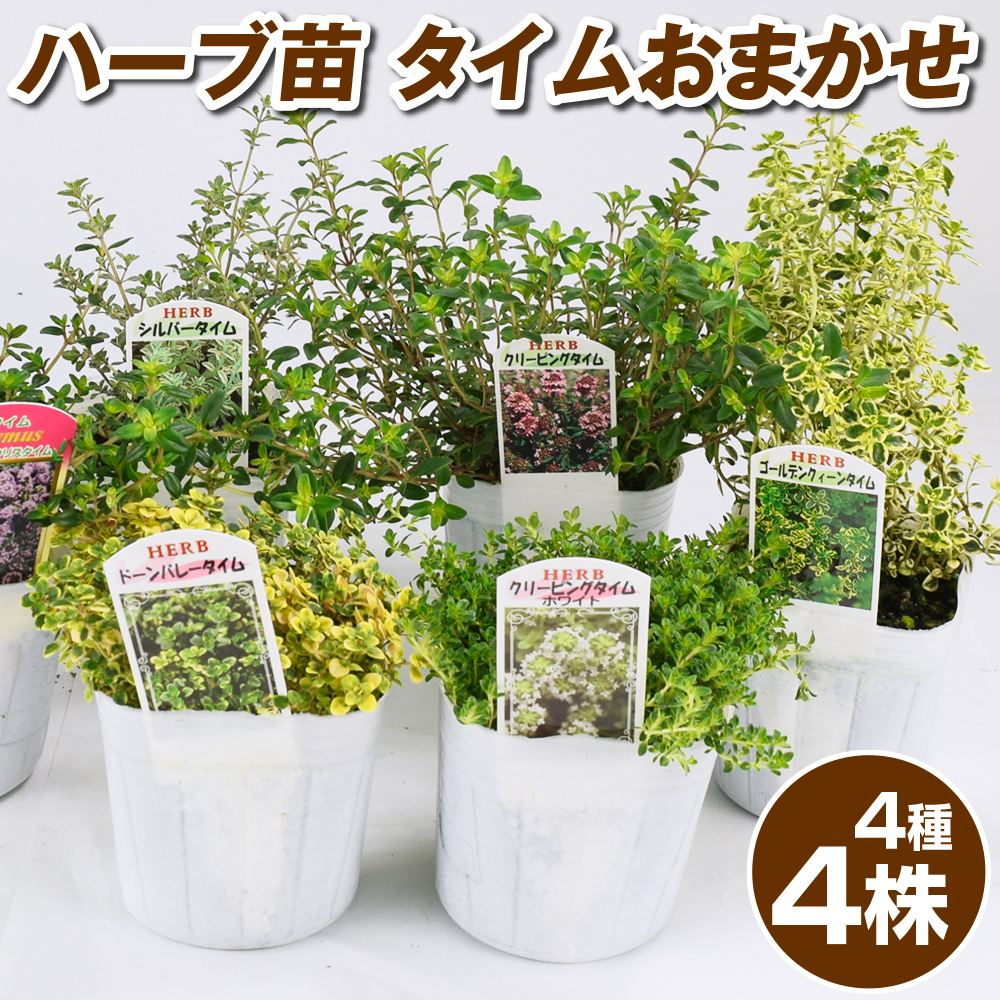 ハーブ苗 タイムおまかせセット 4種4株 送料込み